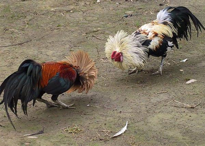 Coi ngày gà đá chính xác nhất - Giải đáp gà đá ngày nào tốt? 6 Tại sao phải chọn ngày gà đá chính xác?