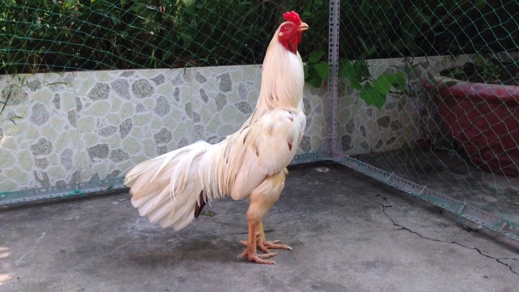 Gà bướm - Tìm hiểu về giống chiến kê có ngoại hình đặc biệt 6 Gà dòng “Bướm Trắng” thuần chủng sở hữu bộ lông trắng muốt