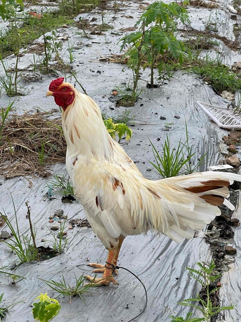 Gà bướm đá ngày nào tốt? Cách xem ngày đẹp cho gà bướm đá 9 Cần lưu ý gì khi chọn gà bướm đá?