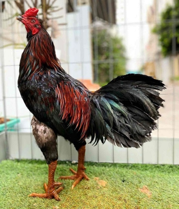 Tìm hiểu đầy đủ các thông tin chuẩn về sư kê Mít Trà Cú 8 Chiến kê Cọp dũng mãnh của sư kê Mít Trà Cú