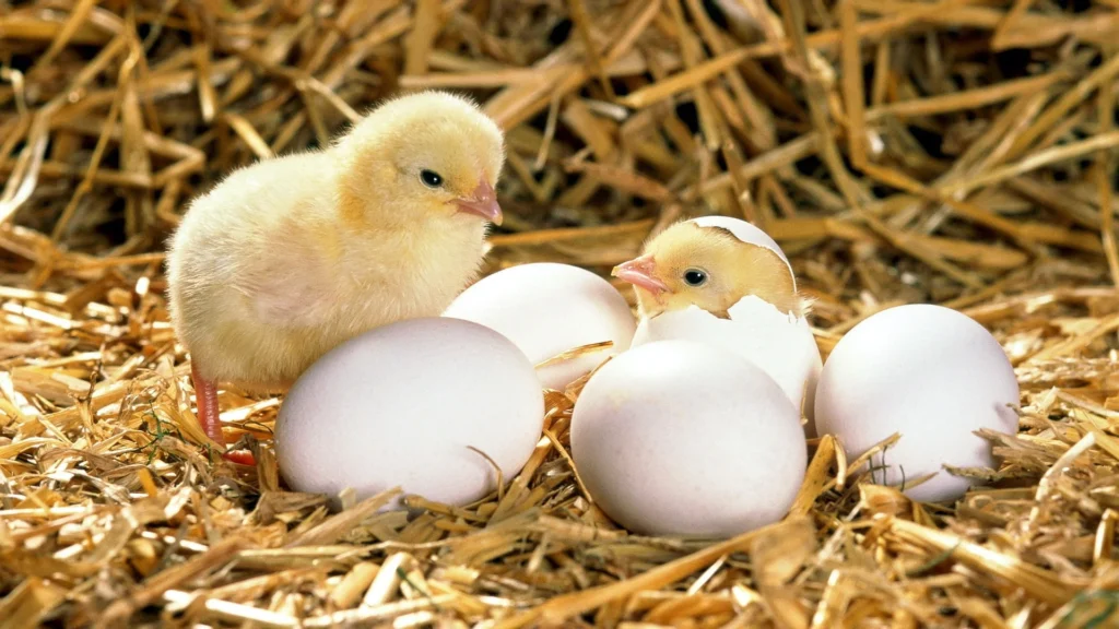Thuốc úm gà con - Tìm hiểu công dụng và cách dùng chuẩn 6 Gà con chưa thể tự điều hòa thân nhiệt và các hệ thống khác trong cơ thể