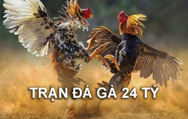 Tổng hợp đầy đủ thông tin về trận đá gà 24 tỷ nổi tiếng 7 Thông tin cơ bản cần biết về trận đá gà 24 tỷ nổi tiếng