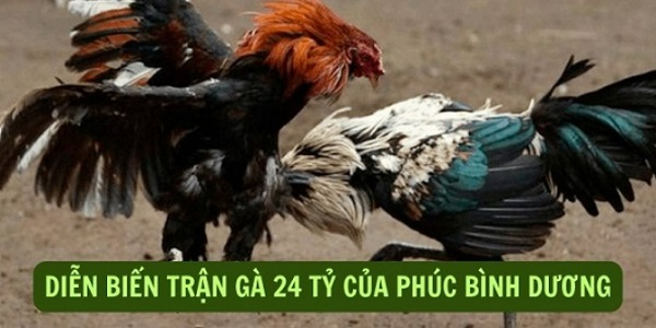 Tổng hợp đầy đủ thông tin về trận đá gà 24 tỷ nổi tiếng 8 Tường thuật chi tiết diễn biến trận đá gà 24 tỷ