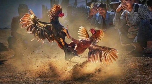 Tổng hợp đầy đủ thông tin về trận đá gà 24 tỷ nổi tiếng 10 Trận đá gà xổ 1 tỷ