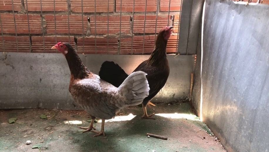 Tiêu chí cách chọn gà chọi mái giống người nuôi nên biết 7 Một số lưu ý trong cách chọn gà chọi mái