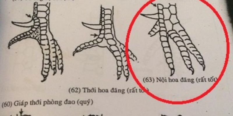 Tìm hiểu về các vảy gà chọi độc hiện nay 9 Vảy nội hoa đăng