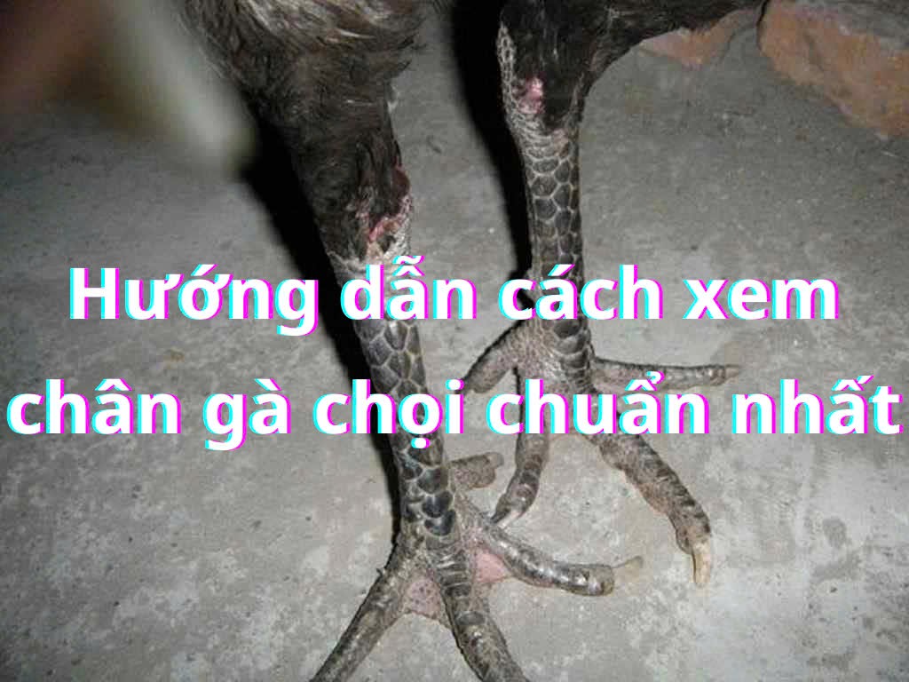 Bí quyết xem chân gà chọi chuẩn xác cho sư kê 6 Xem chân gà chọi chuẩn phải dựa vào nhiều yếu tố