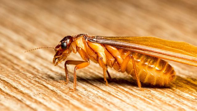 Mơ thấy mối số mấy? Đánh số mấy khi mơ thấy con mối? 6 Mơ thấy mối là điềm báo gì? Nằm mơ thấy con mối tốt hay xấu?