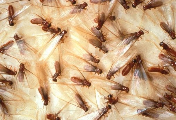 Mơ thấy mối số mấy? Đánh số mấy khi mơ thấy con mối? 8 Mơ thấy bị mối cắn đánh số nào may mắn?