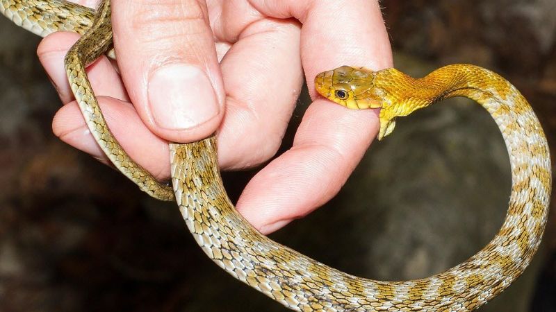Nằm mơ thấy rắn cắn vào tay - Ý nghĩa và con số may mắn 8 Nằm mơ thấy rắn cắn vào tay và các con số may mắn kèm theo